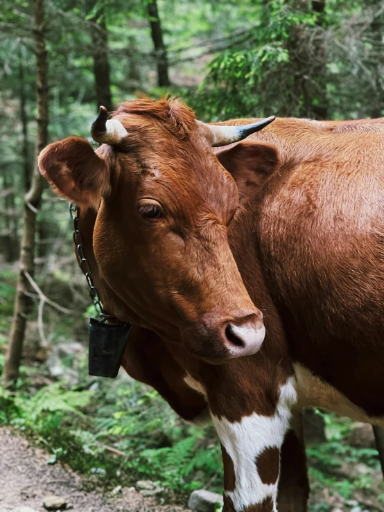 a large cow with a bell on its ear