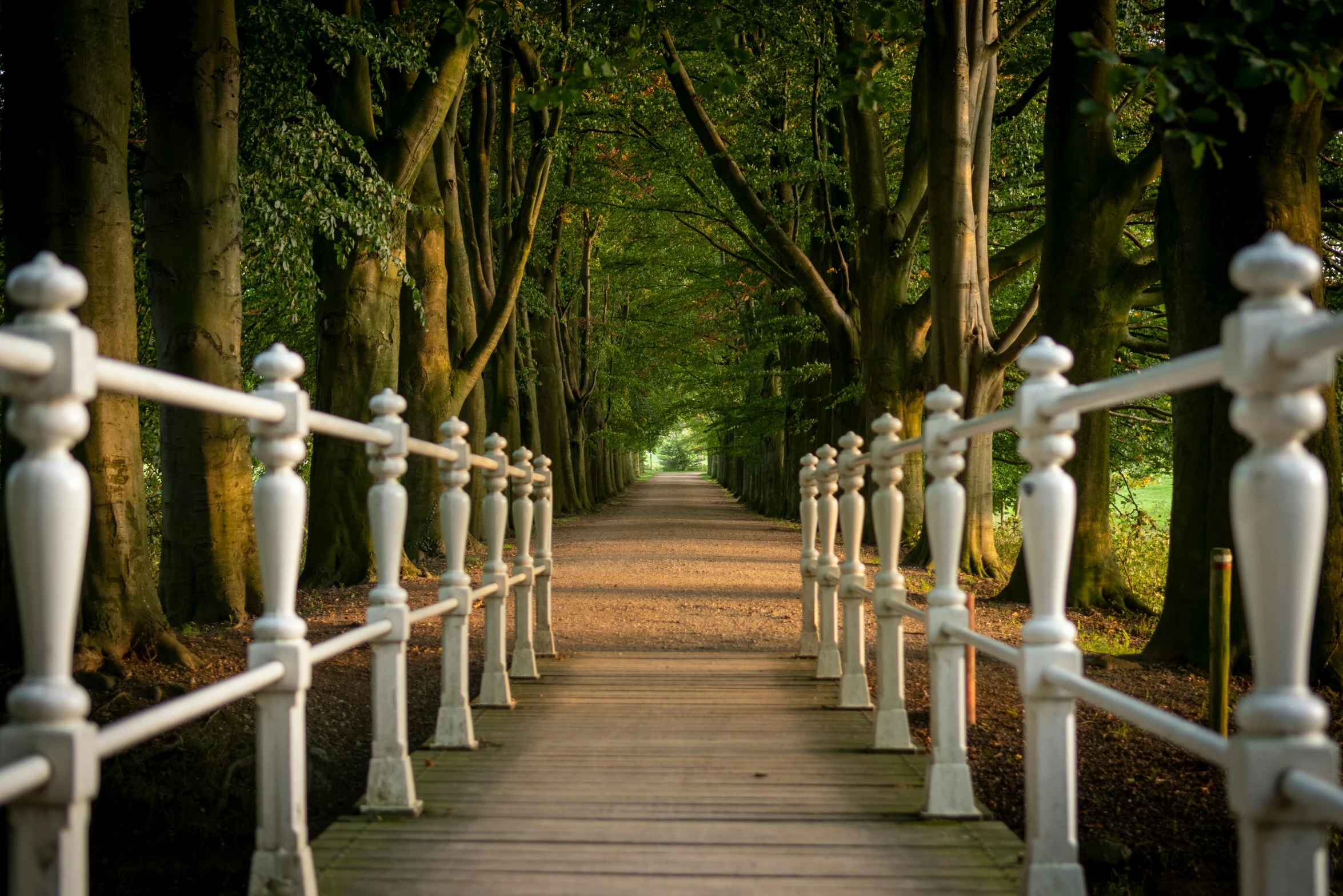 white wooden fence line a pathway between trees