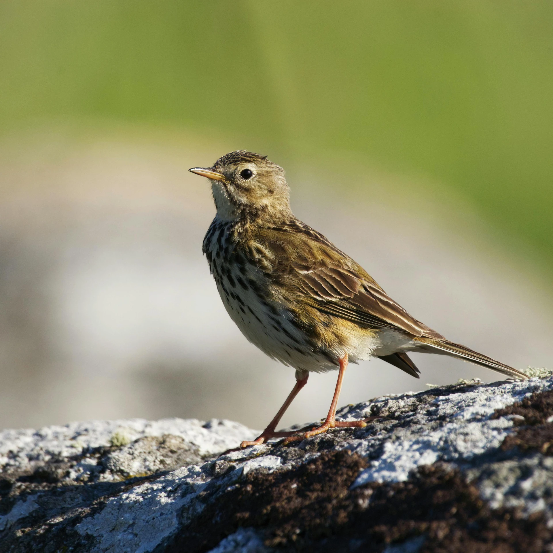 a bird sitting on the rock with moss