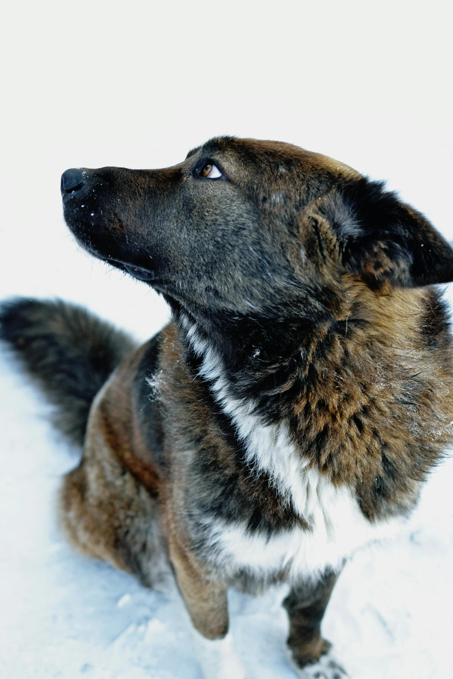 a dog is sitting down in the snow looking up