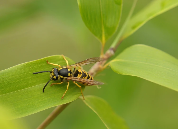 a bee sitting on top of a green leaf