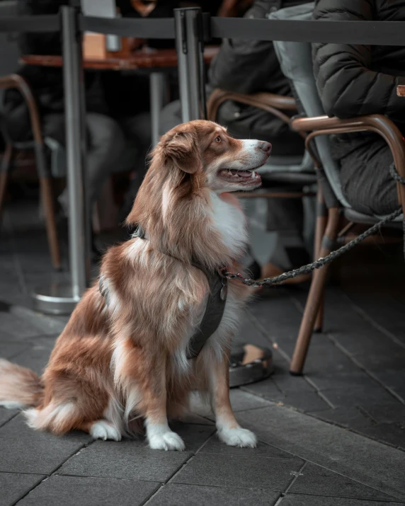 an adorable collie dog sits waiting patiently for its owner