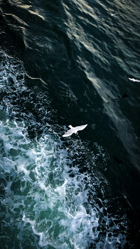 seagulls flying over the water of the ocean