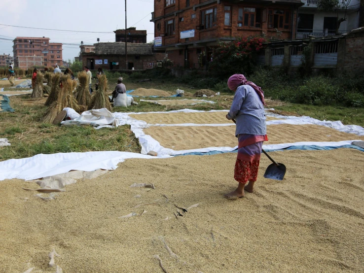 an indian woman carrying a shovel in her hand on a field