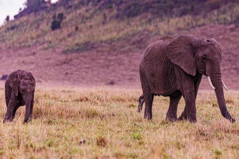 there are two elephants that are walking together in the field