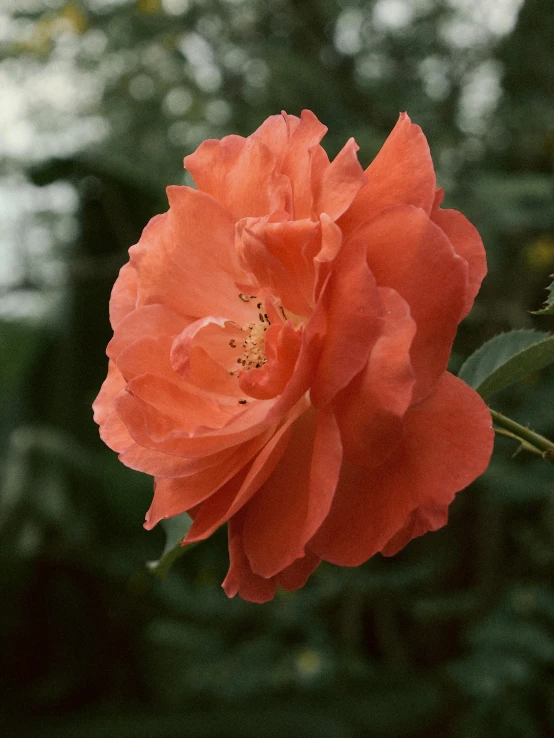 a close up of a flower with blurry background