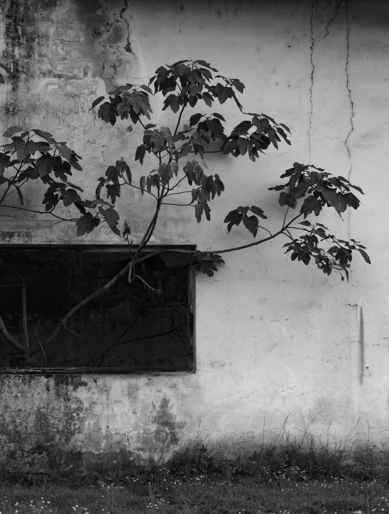 tree sitting on the side of a building next to a window