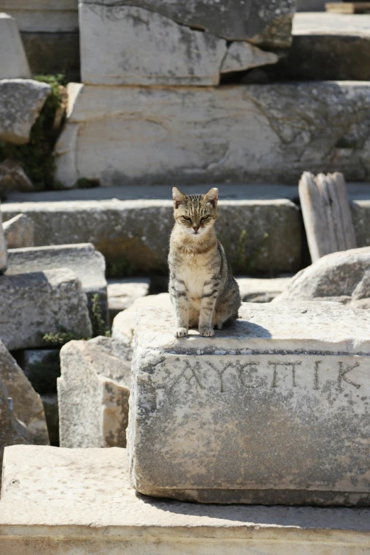 there is a cat that is sitting on a large block