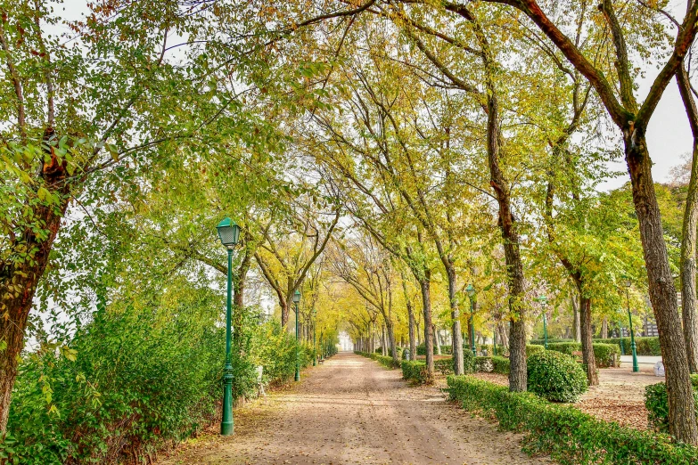 a narrow dirt road in a park surrounded by trees