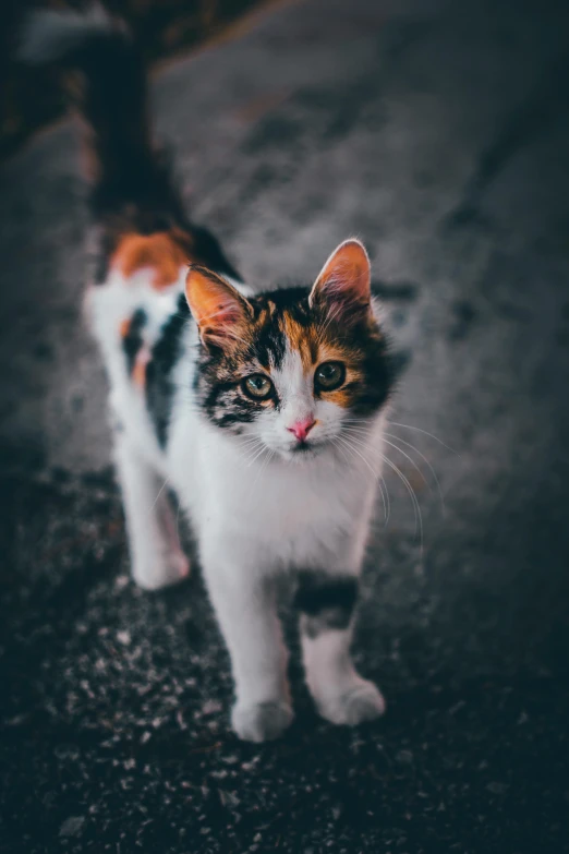 a small white orange and black cat some gravel and dirt