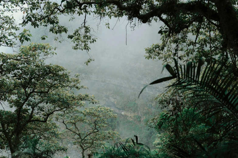 a picture of a dark forest with trees and fog