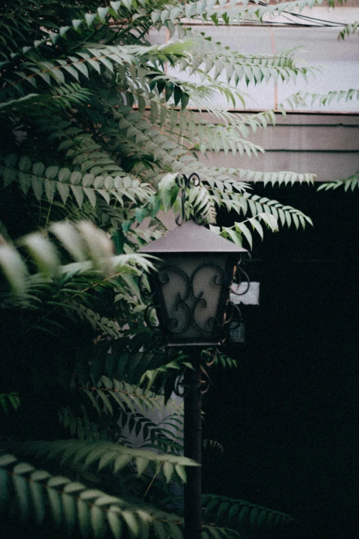 the light is lit in front of the green plants