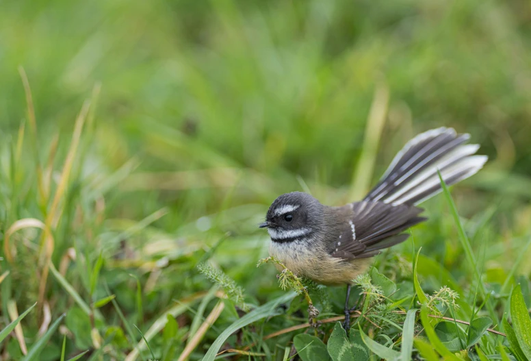 bird with long thin wings sitting on the ground