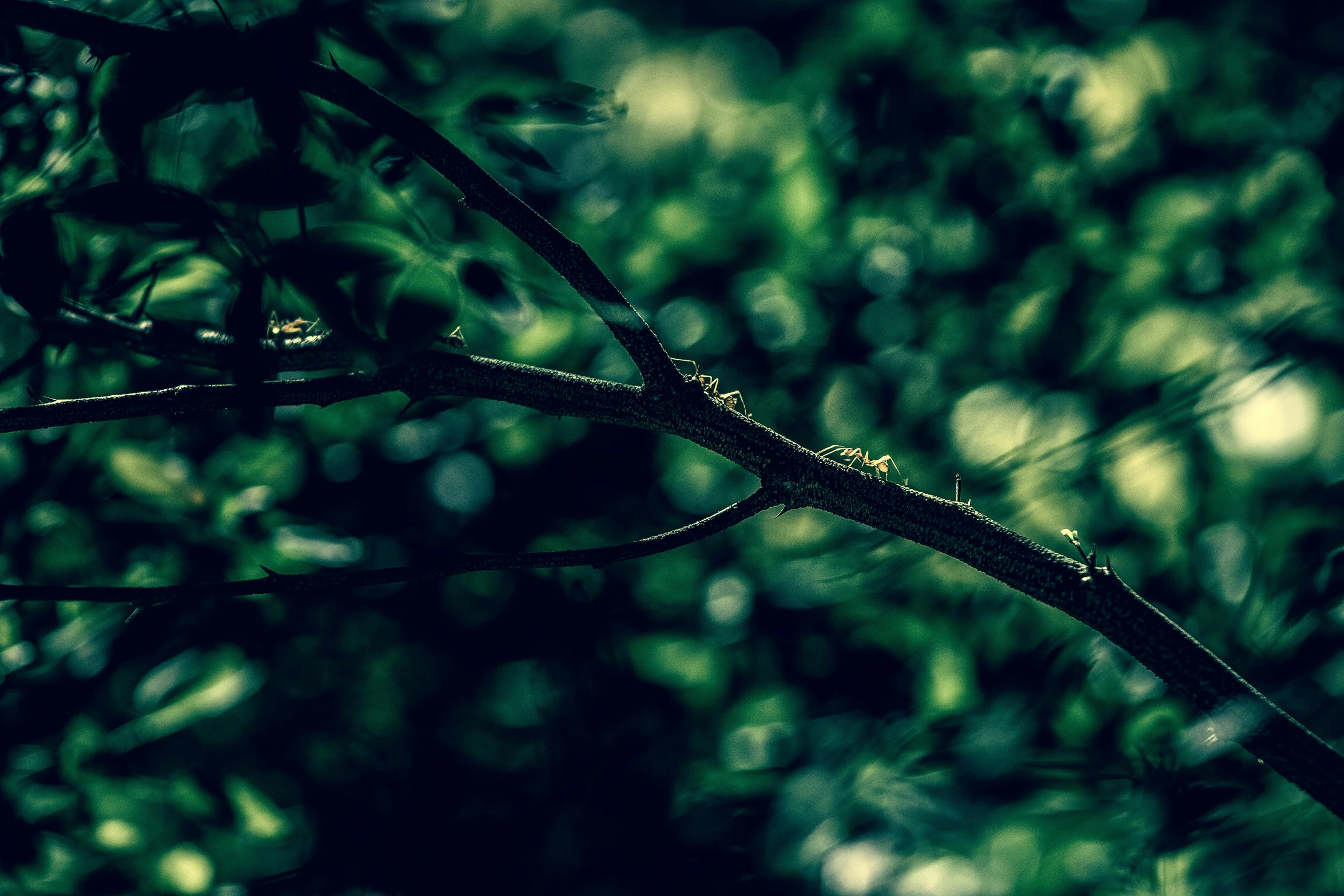 the green leaves and nches of a tree