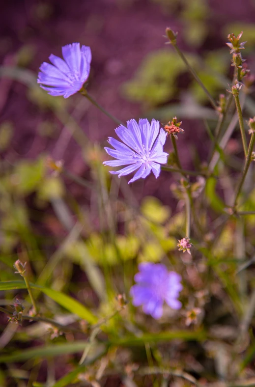 two purple flowers with green leaves in the background