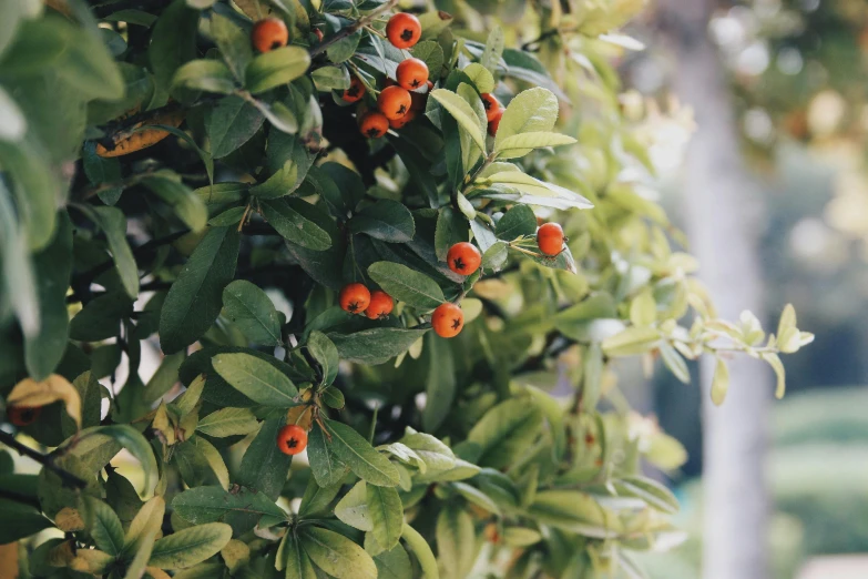 a plant with red berries on it sitting on a sidewalk