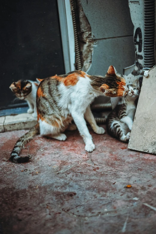 two cats in the alley on a street