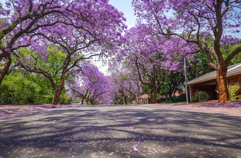 a street is shown with blooming trees and benches