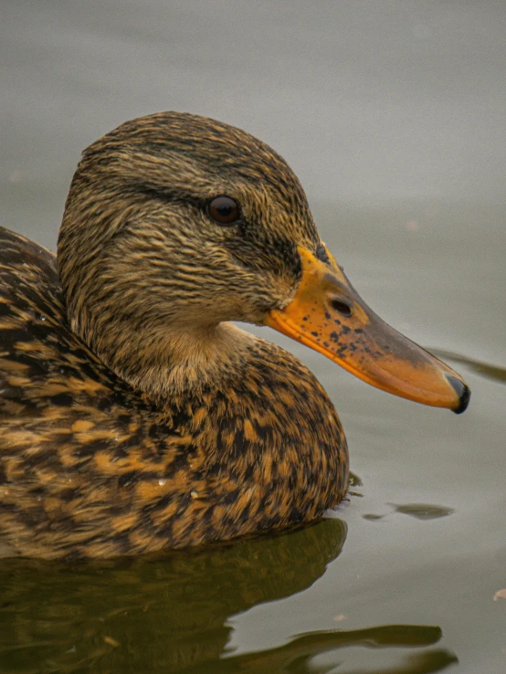 a close up po of a brown duck with yellow underbellies