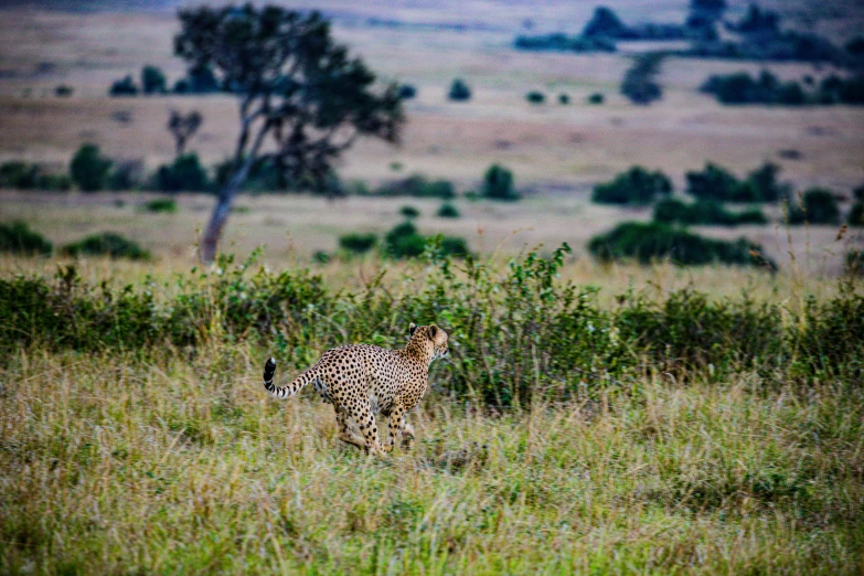 a cheetah standing on a lush green field