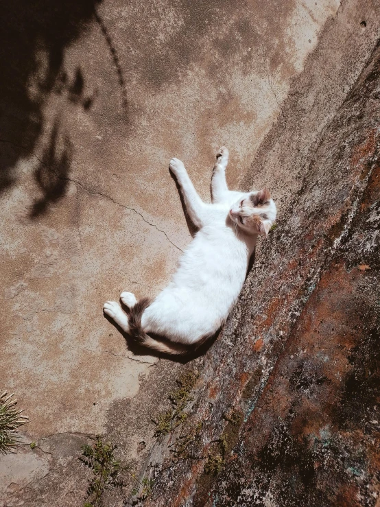 a small white kitten rolling around the corner