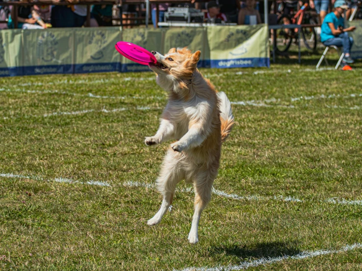 a dog that is standing on his hind legs catching a frisbee