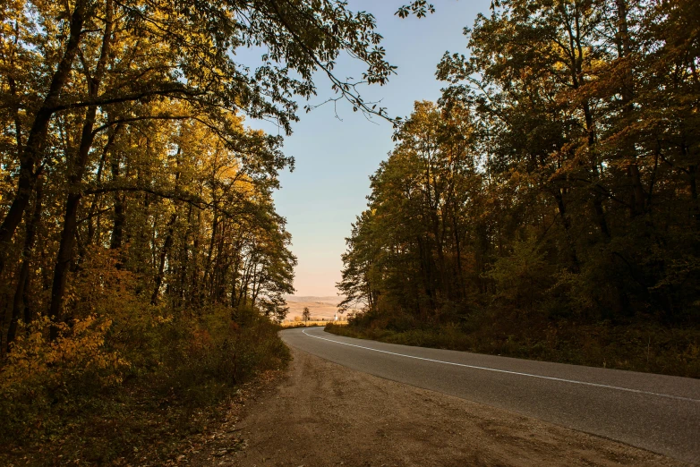 a road surrounded by trees with a traffic light on it