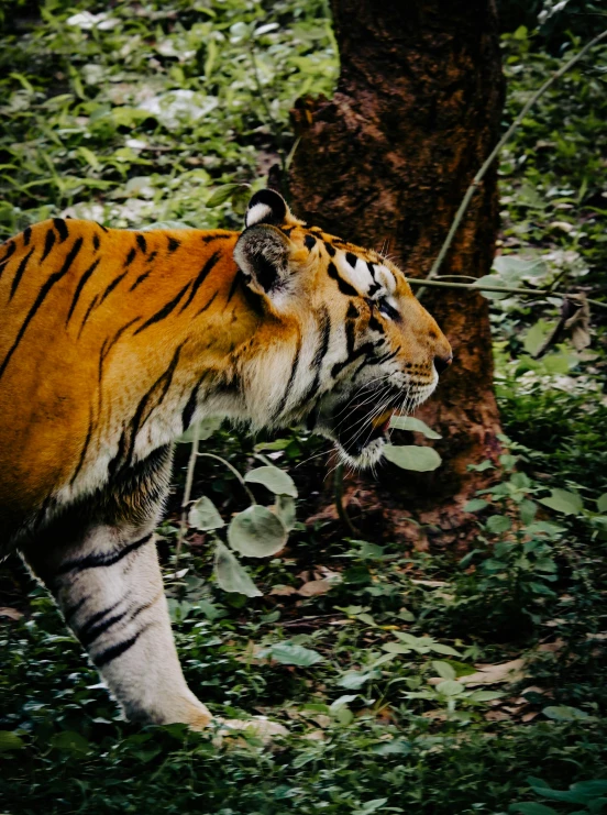 a tiger standing next to a tree and grass