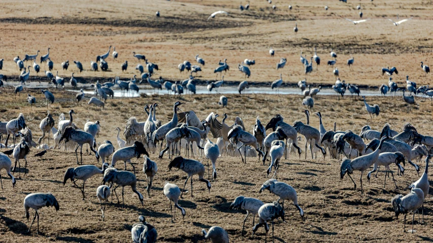 the flock of cranes is standing in an open field