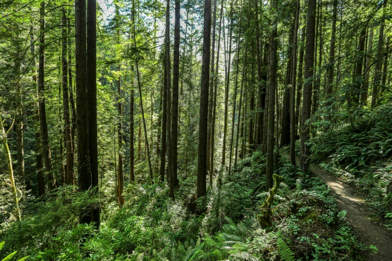 a path in the woods with no people on it