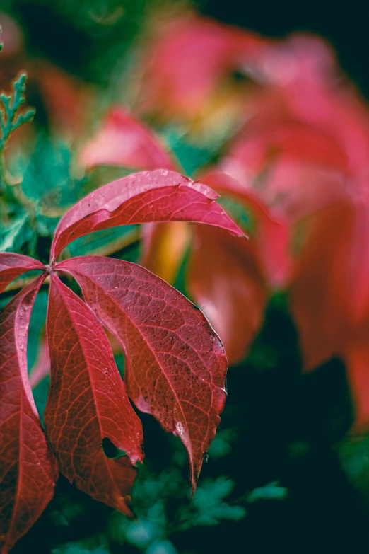 red leaves are in bloom on the stems