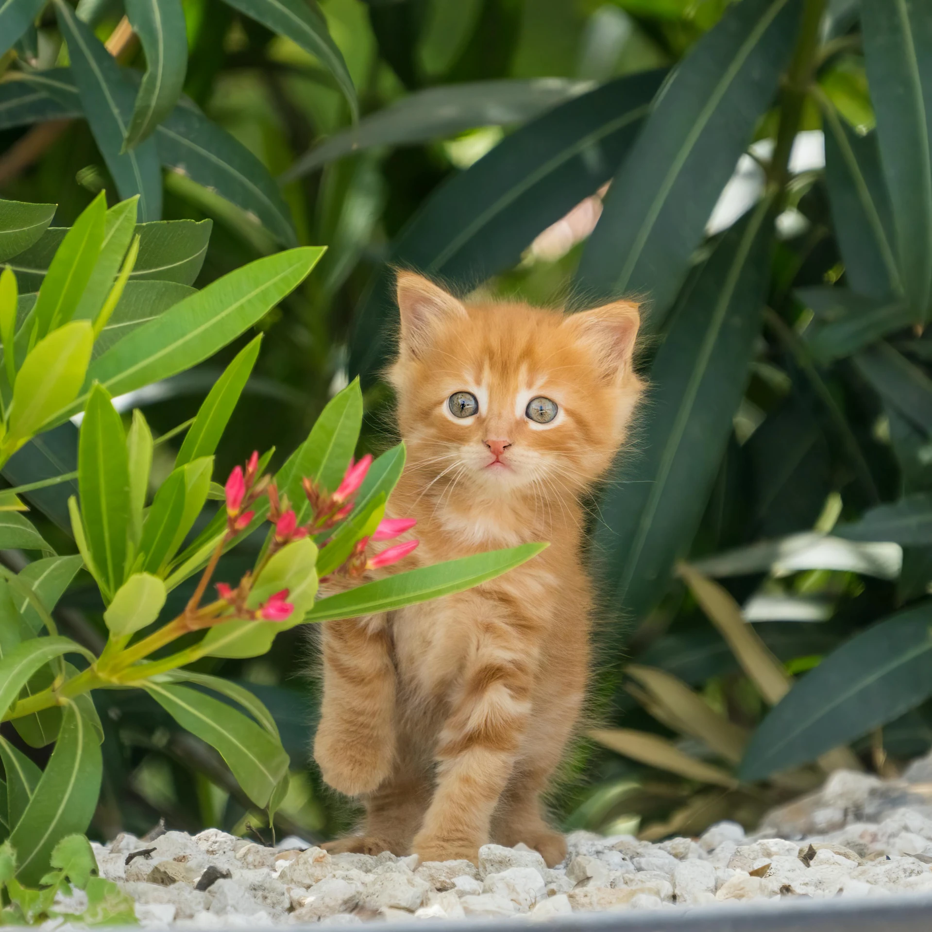 an orange kitten is walking by some vegetation