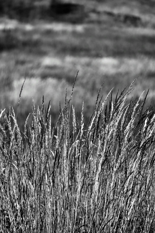 black and white pograph of tall grass in a field