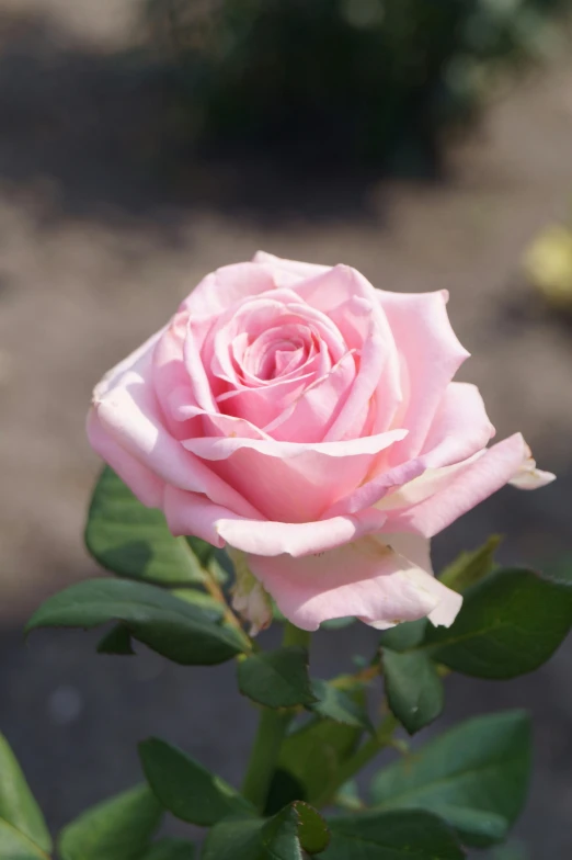 a single pink rose growing outside with leaves