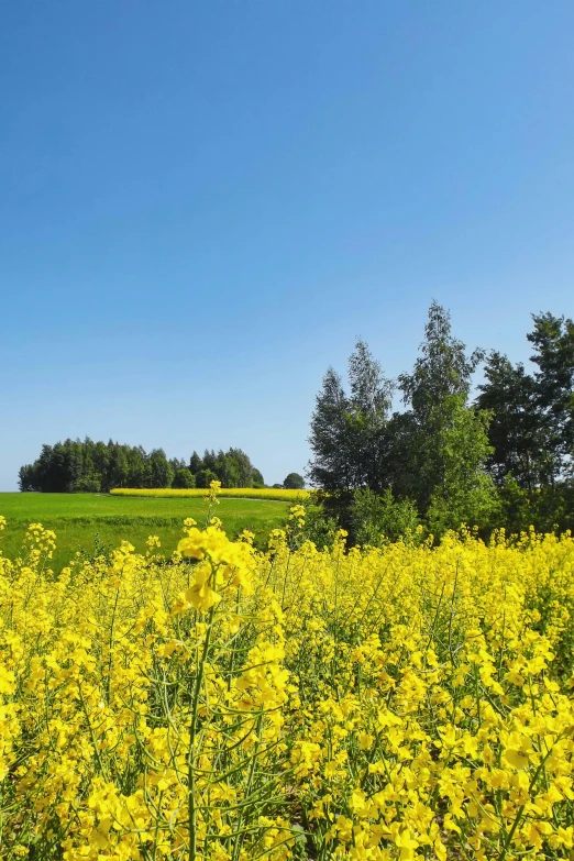 there is a field with yellow flowers near trees