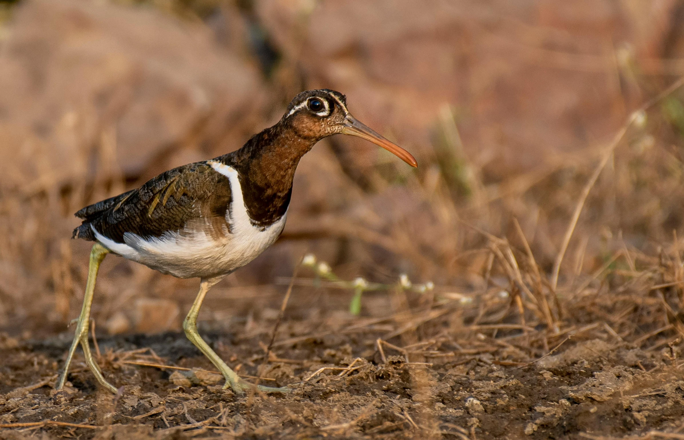 a bird with a long beak stands on grass and sand