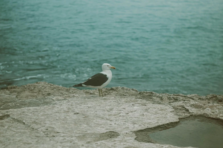 the seagull is standing on top of the rock