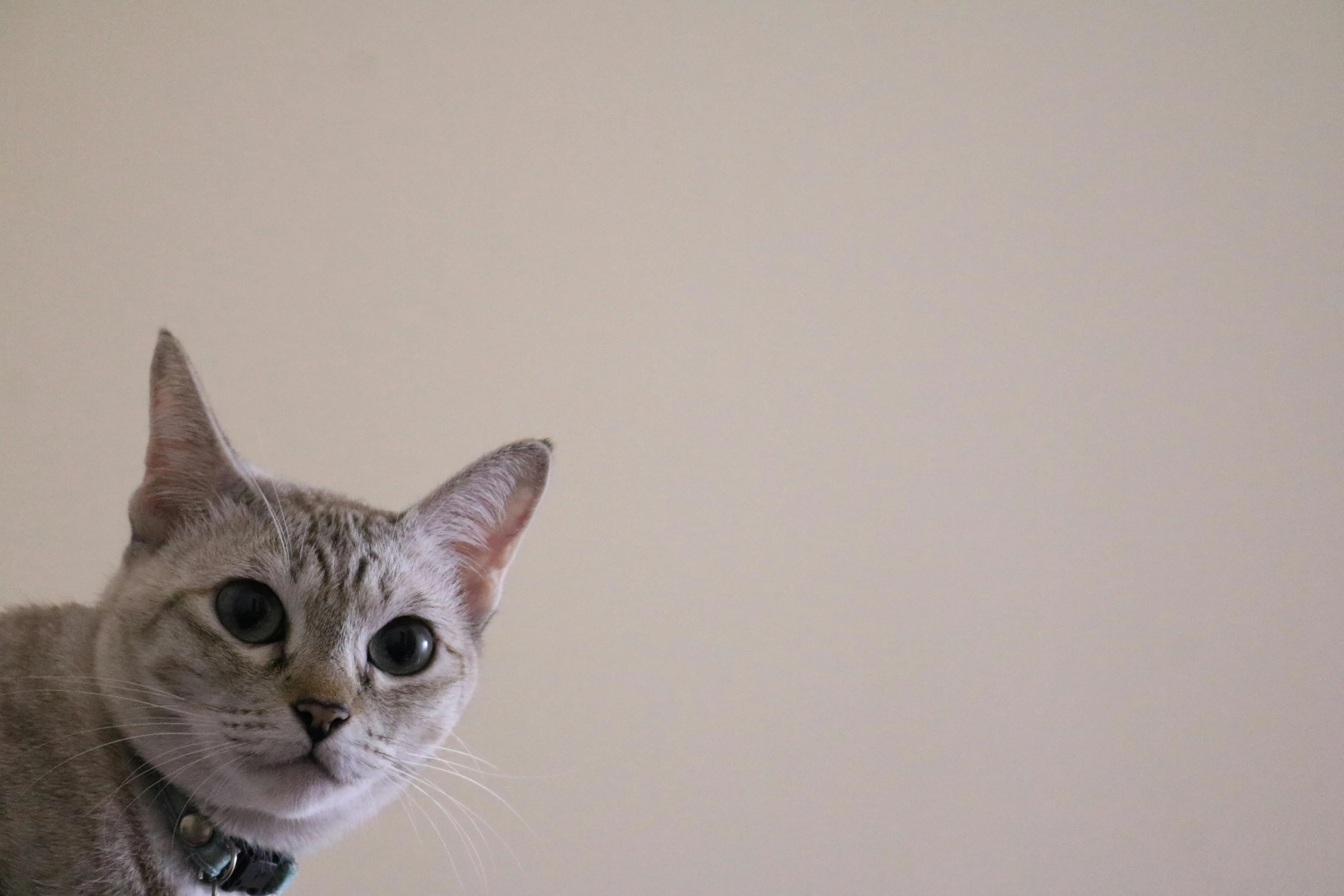 a cat sitting in a room with no curtains