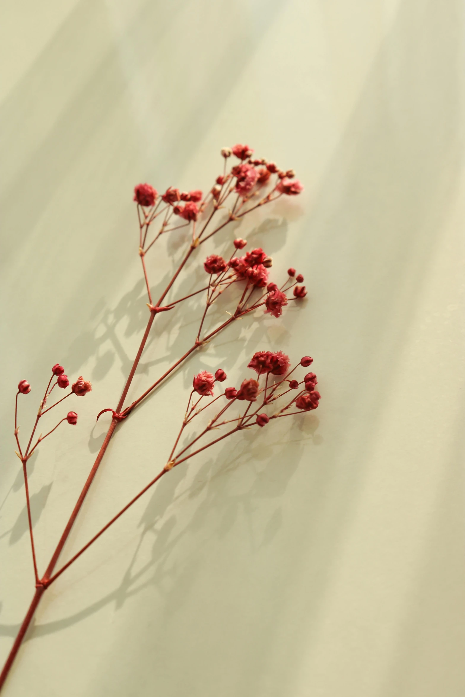 small red flowers sitting on the surface of the floor