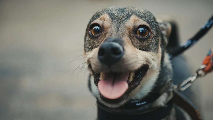 a closeup of a smiling dog on leashes