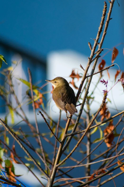 the bird is sitting on top of a tree