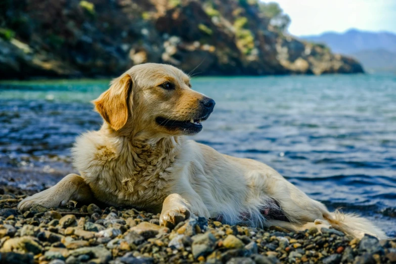 a large white dog laying down on rocks next to water