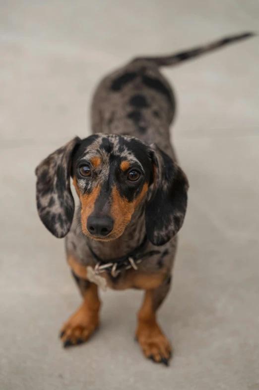 a small dog on a leash looking directly at the camera