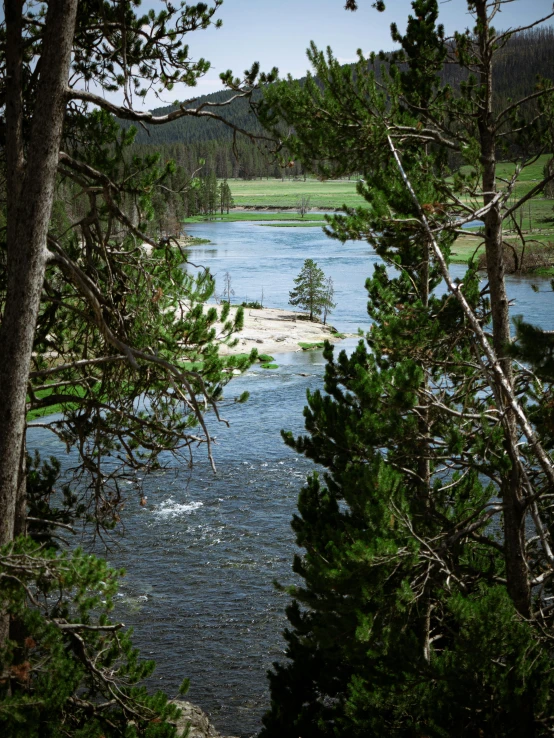 water running through an open field with pine trees