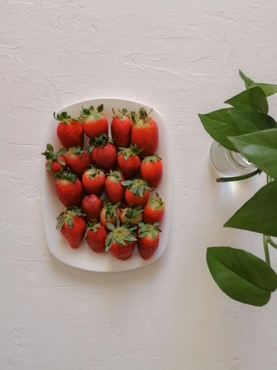 a white plate with strawberries placed in it