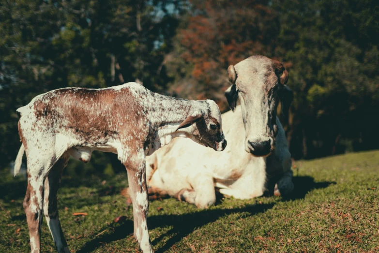 two cows sitting in a pasture on grass