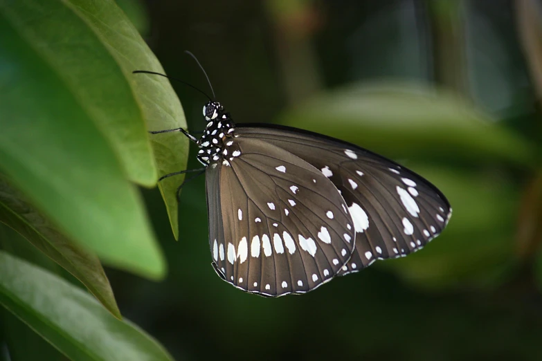 a large gray and white erfly resting on a green leaf