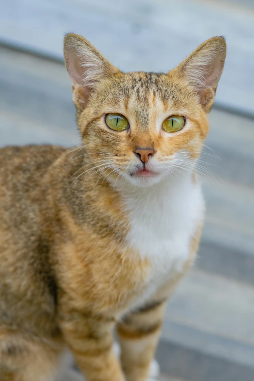 an orange and white cat looks into the camera