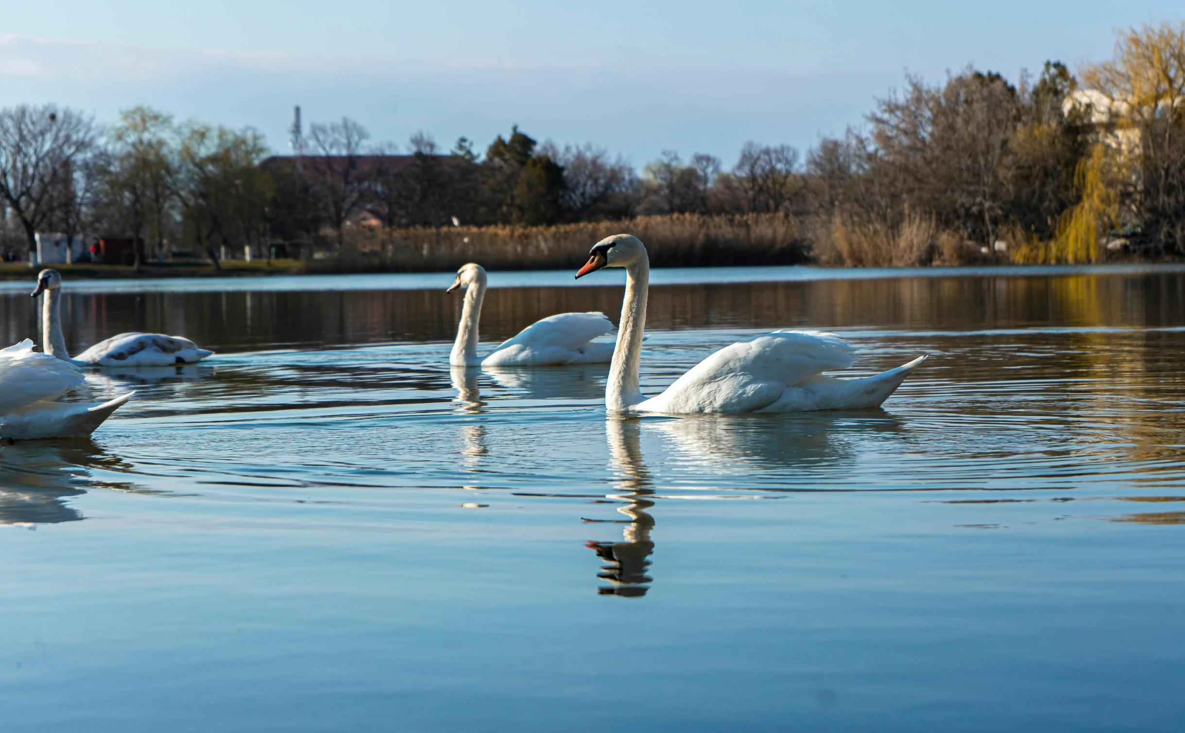 some white swans swimming in the water near trees