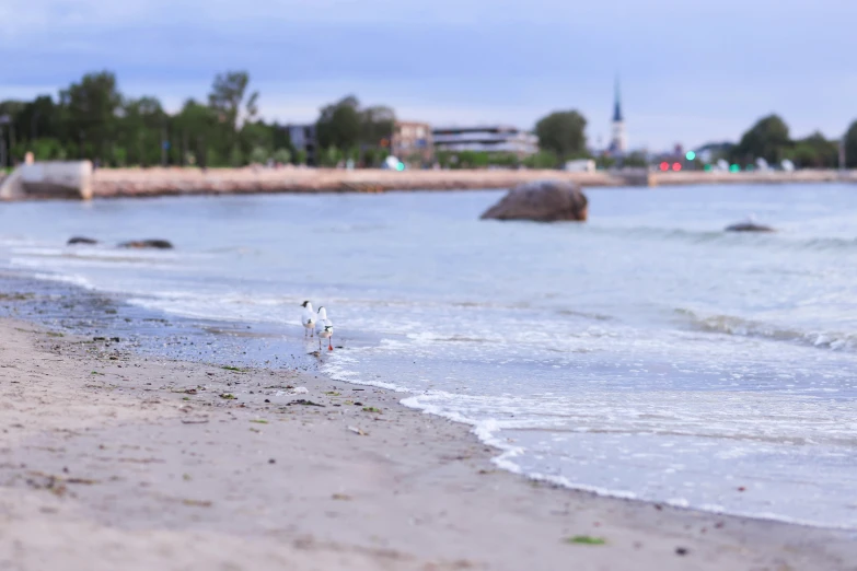 a seagull stands on the sandy shoreline as waves run in front of a city beach